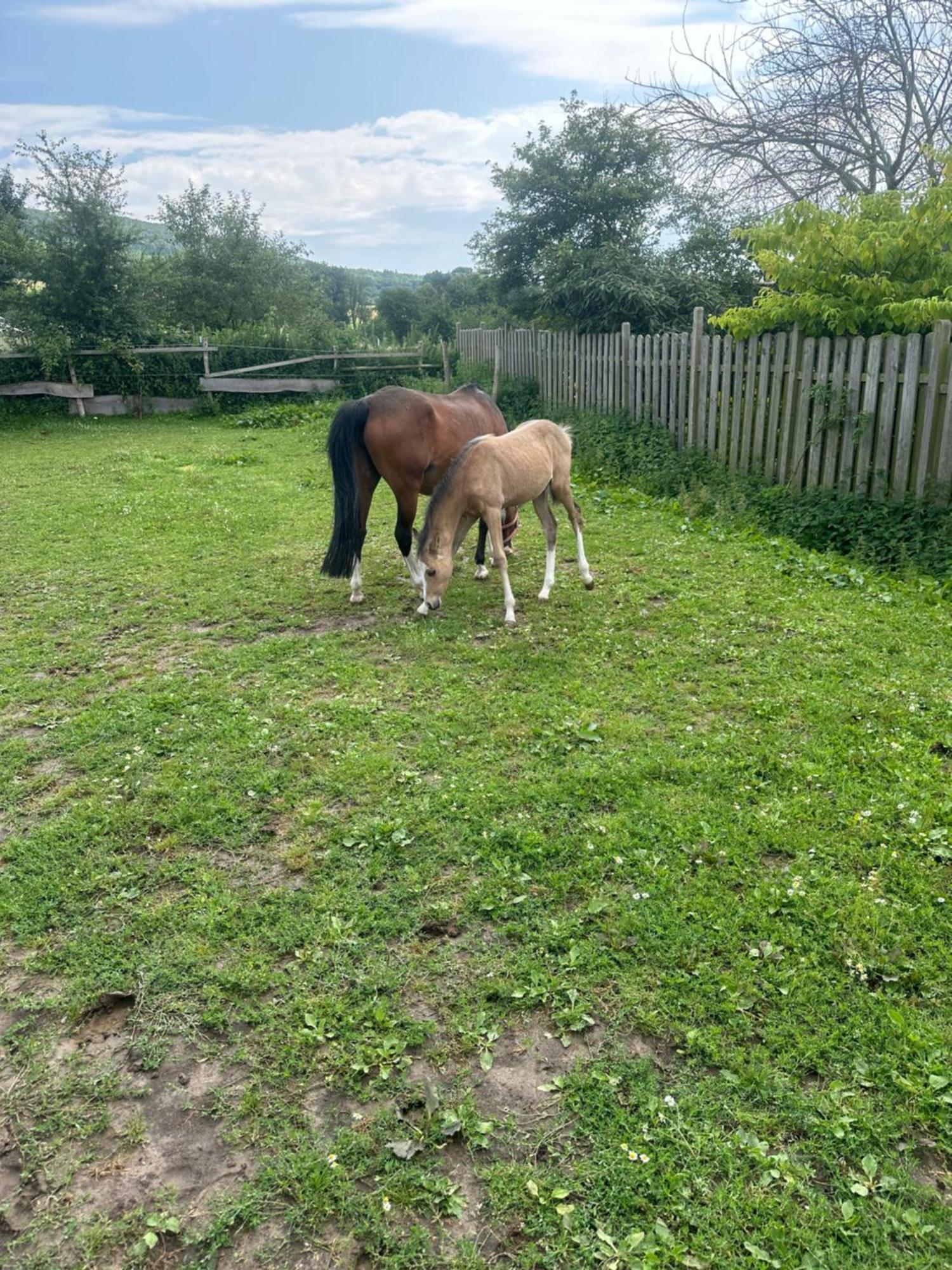 Fewo Im Reit- Und Ponyparadies Roos Halle  Exterior foto